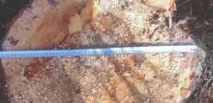 Более 70 незаконных рубок леса выявили в Республике Алтай