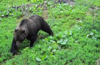 В Онгудайском и Турочакском районах введен режим повышенной готовности из-за медведей