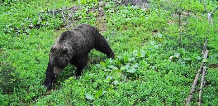 В Онгудайском и Турочакском районах введен режим повышенной готовности из-за медведей