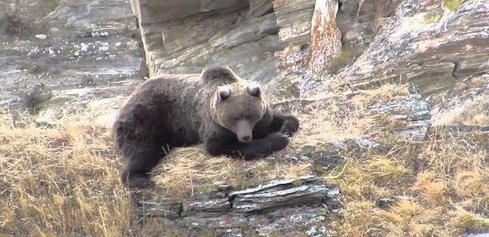 Турбизнес на Алтае меняет маршруты из-за медведей