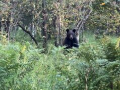 Количество медведей в районе Яйлю значительно сократилось