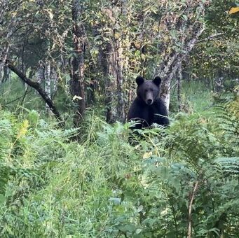 Количество медведей в районе Яйлю значительно сократилось