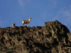 Дикие животные и домашний скот всё чаще конкурируют за ресурсы на Алтае На Алтае ученые оценили конкуренцию диких баранов и домашнего скота за пастбища